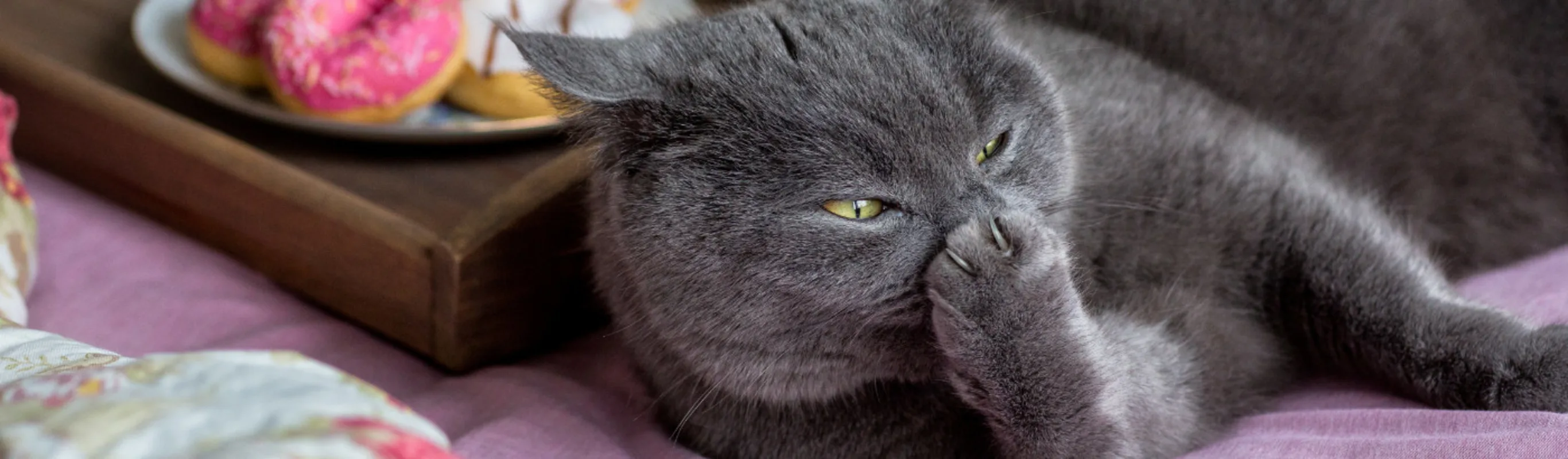 Gray cat laying on a bed with purple and pink items