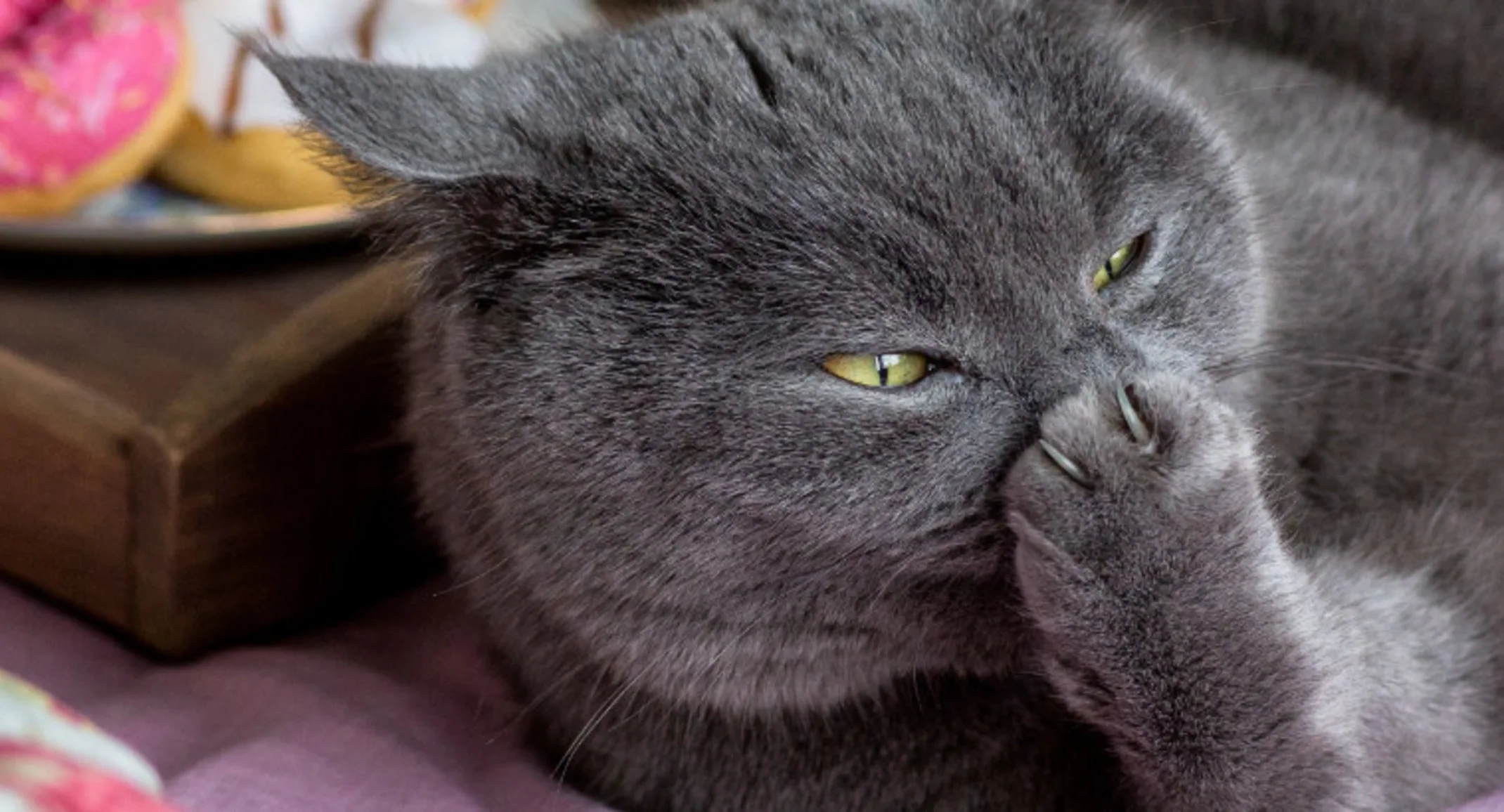 Gray cat laying on a bed with purple and pink items Gray cat laying on a bed with purple and pink items