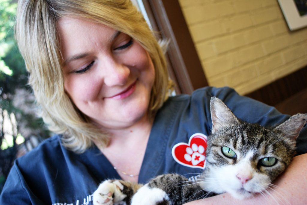 Veterinarian holding a gray cat