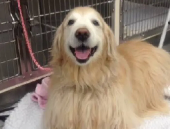 Laryngeal Paralysis at Veterinary Emergency and Referral Hospital of West Toronto Laryngeal Paralysis at Veterinary Emergency and Referral Hospital of West Toronto