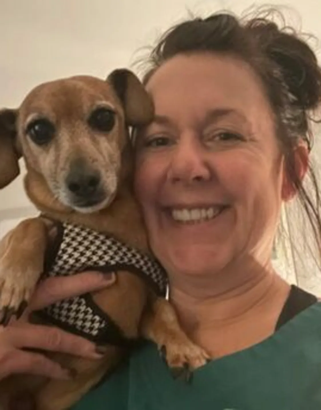 Photo heather and brown dog Photo heather and brown dog