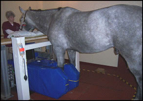 Equine standing MRI