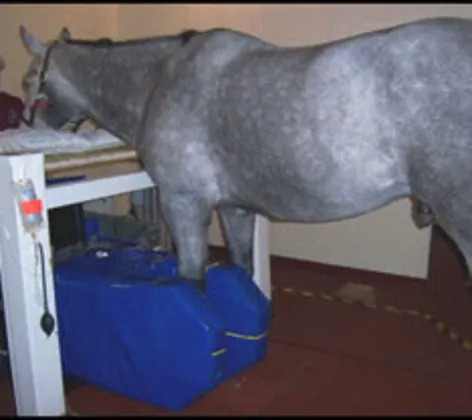 Equine standing MRI Equine standing MRI