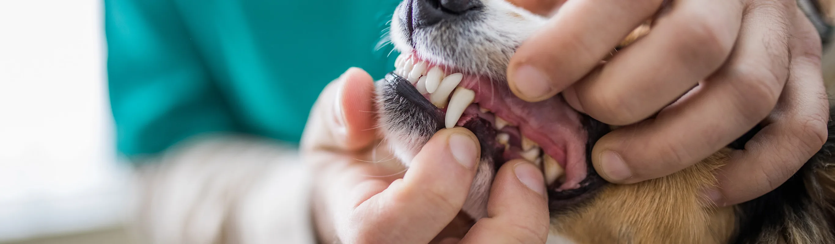 Veterinarian looking at a dogs teeth Veterinarian looking at a dogs teeth