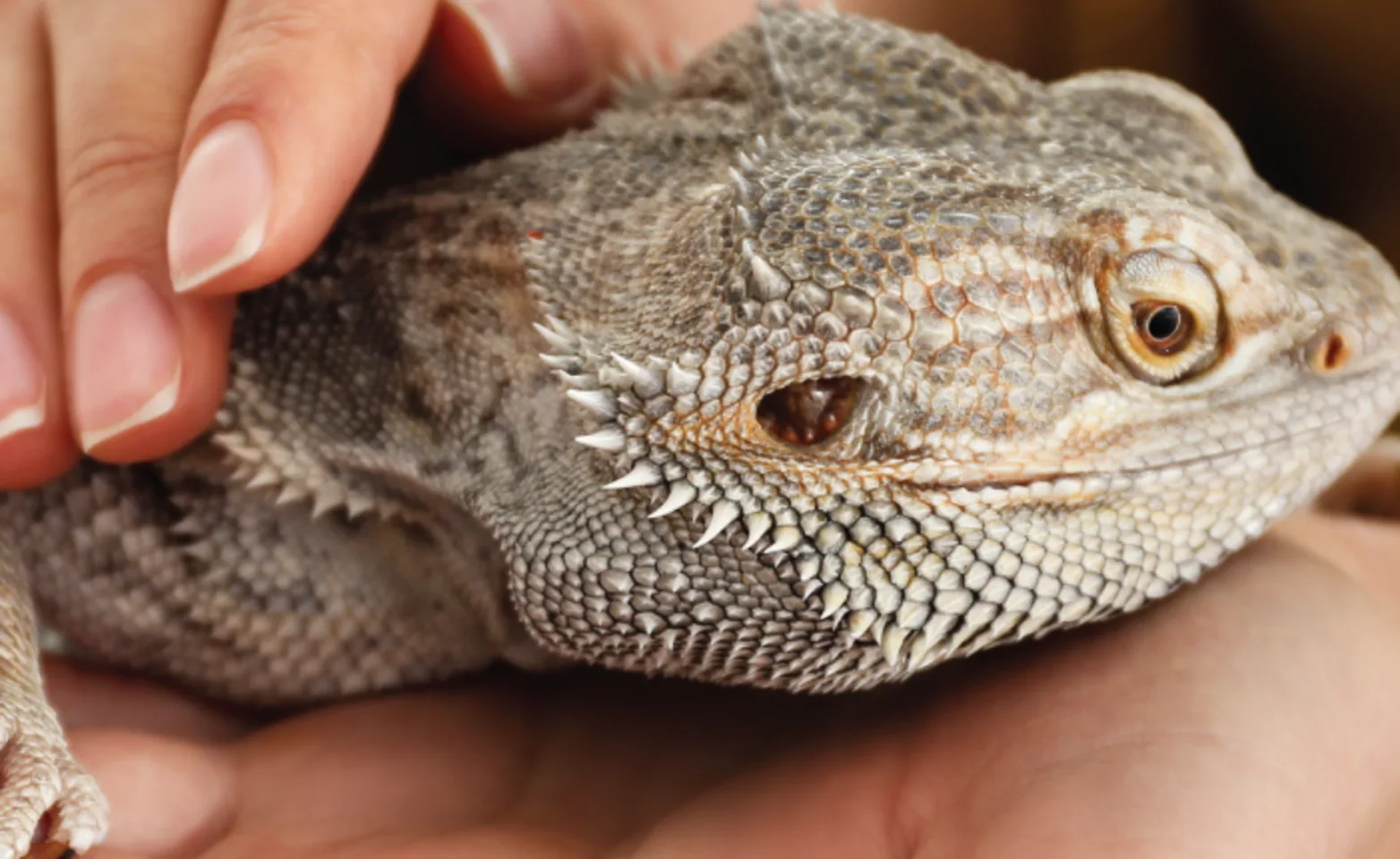 Woman holding lizard in hands Woman holding lizard in hands