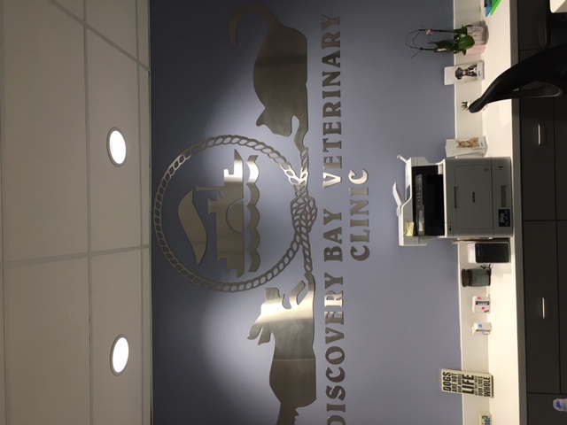 the lobby of the Discovery Bay Veterinary Clinic