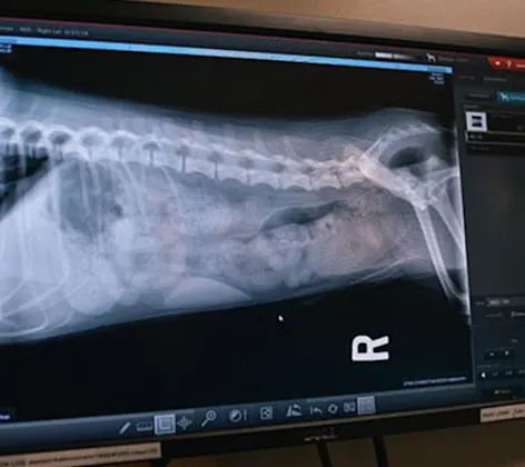 Diagnostic Imaging (x-ray) Diagnostic Imaging (x-ray)