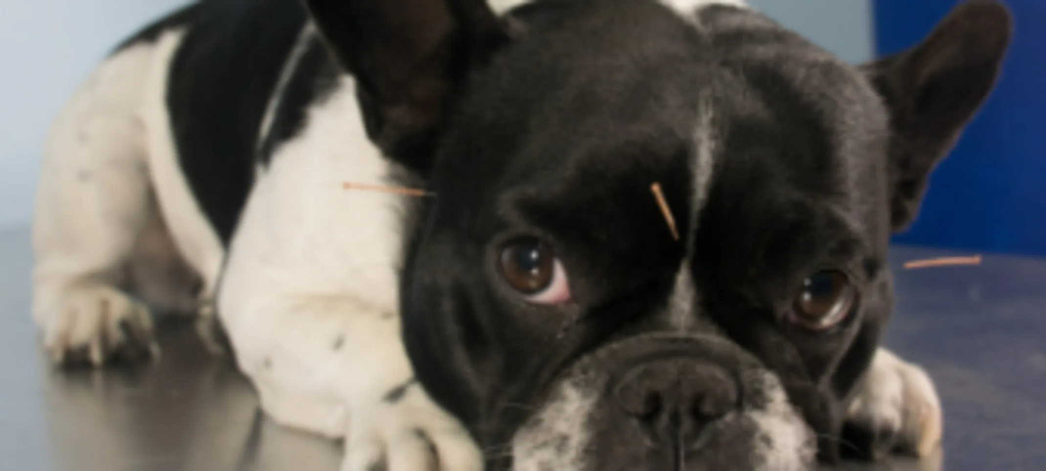 A Black & White Dog Lying Down Receiving Acupuncture Treatment A Black & White Dog Lying Down Receiving Acupuncture Treatment