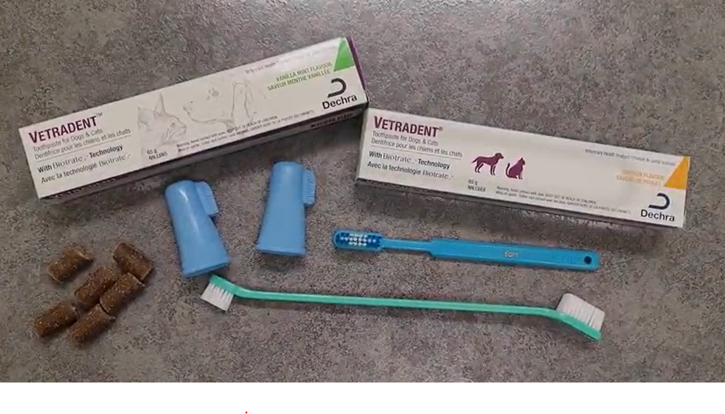 How to Brush Your Pet's Teeth with Chatham-Kent Veterinary Hospitals
