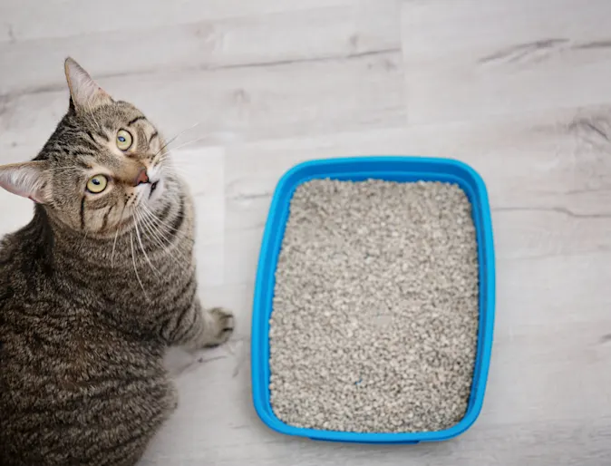 A striped brown and black cat sitting next to a blue litter box A striped brown and black cat sitting next to a blue litter box