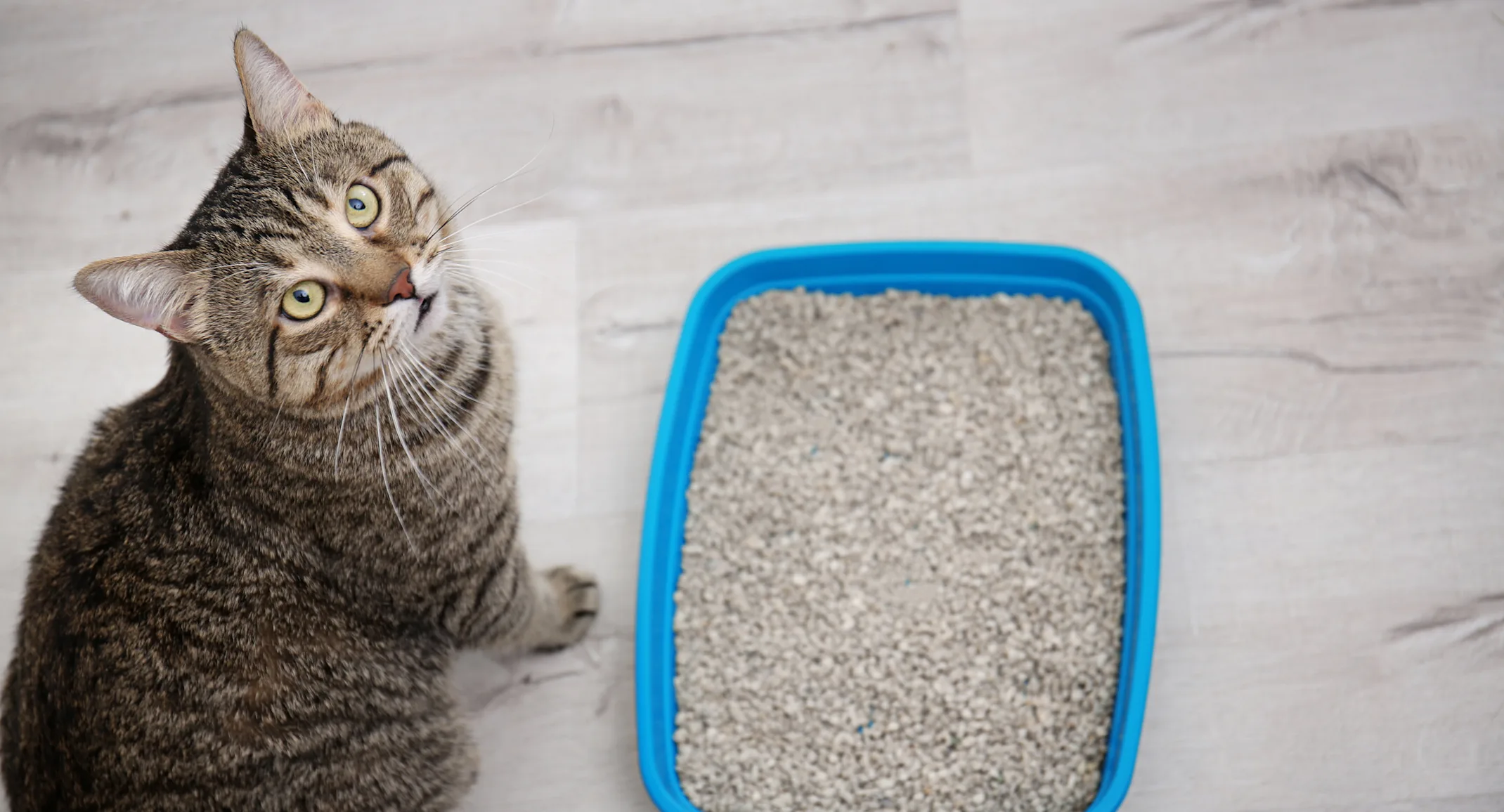 A striped brown and black cat sitting next to a blue litter box A striped brown and black cat sitting next to a blue litter box