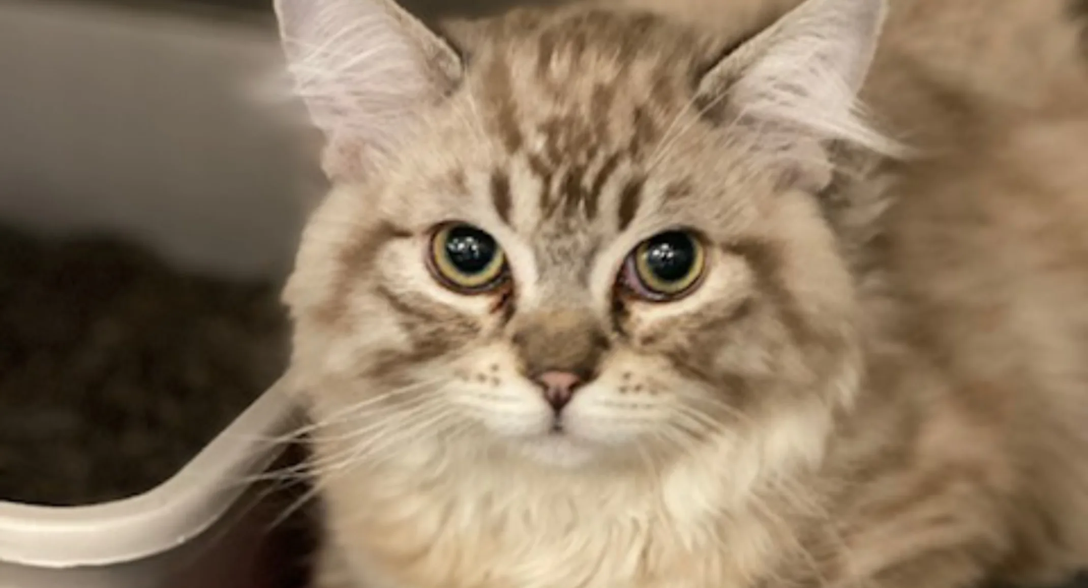 Cat sitting Cat sitting