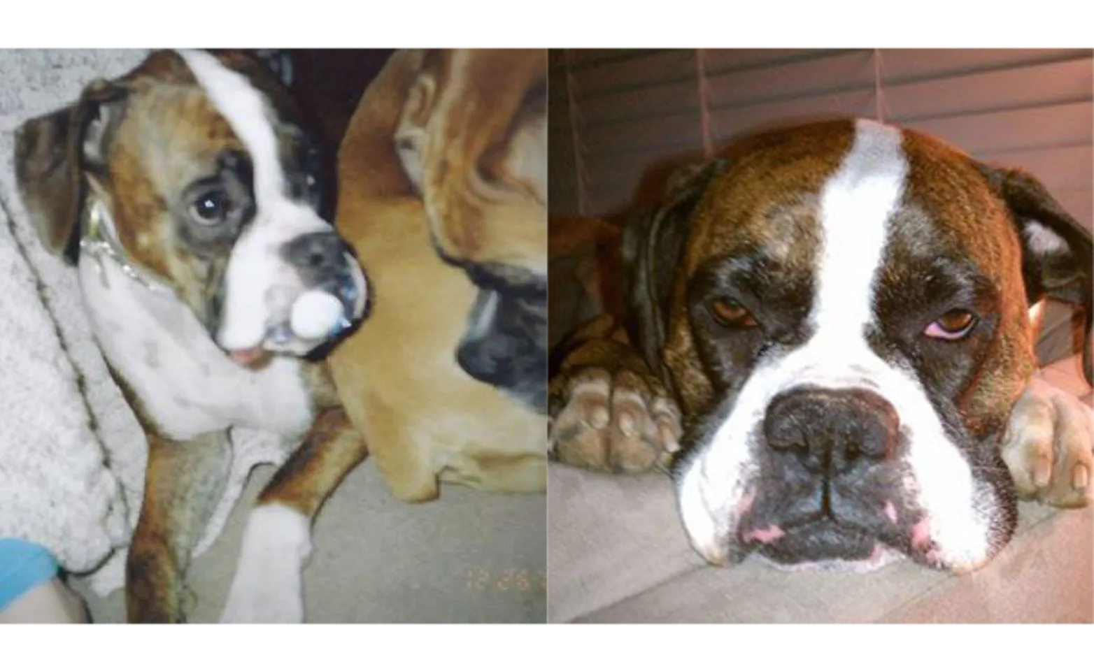 Sydney the dog Sydney the dog