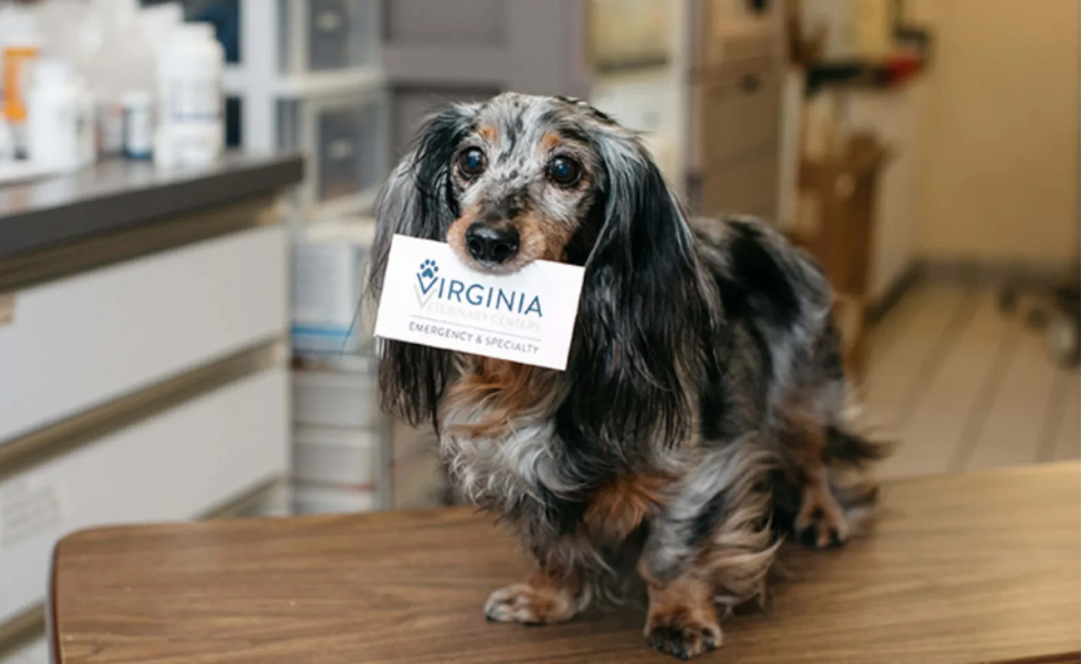 Speckled dachshund holding a business card in its mouth
