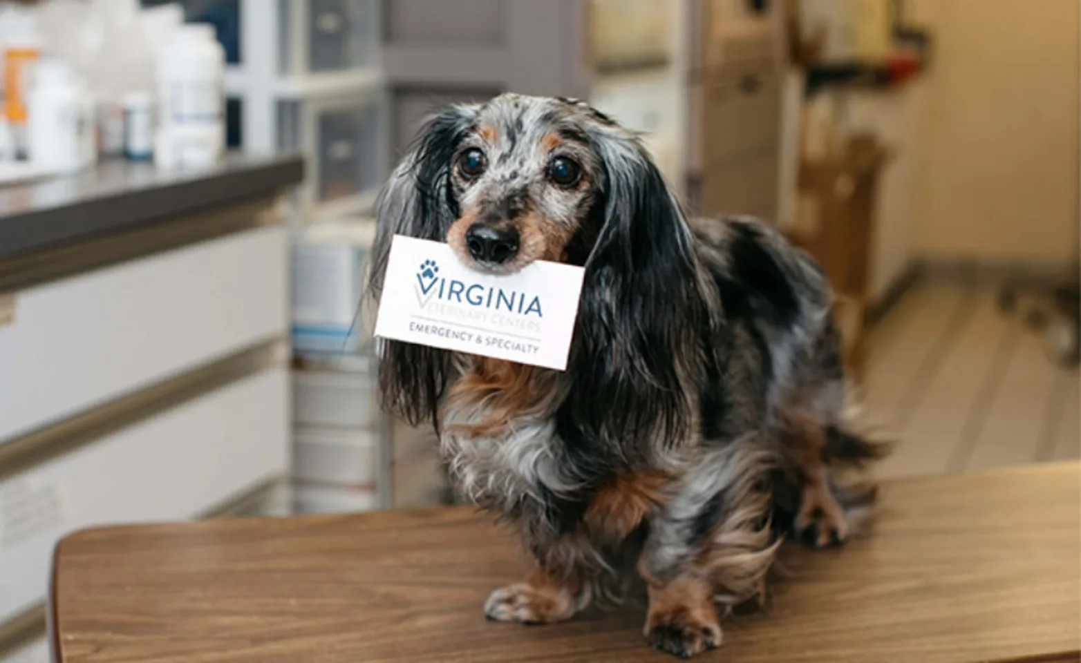 Speckled dachshund holding a business card in its mouth Speckled dachshund holding a business card in its mouth