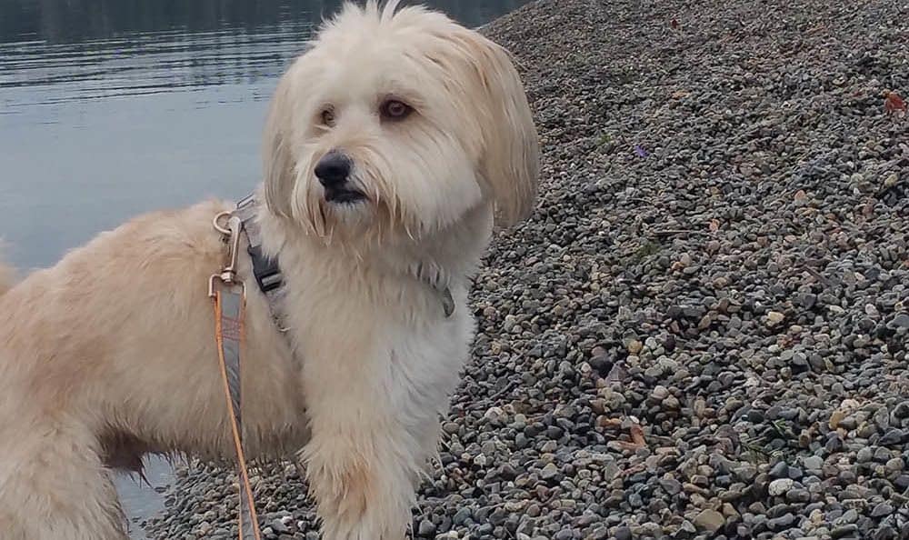 Quincy the fluffy white dog on a rocky beach.