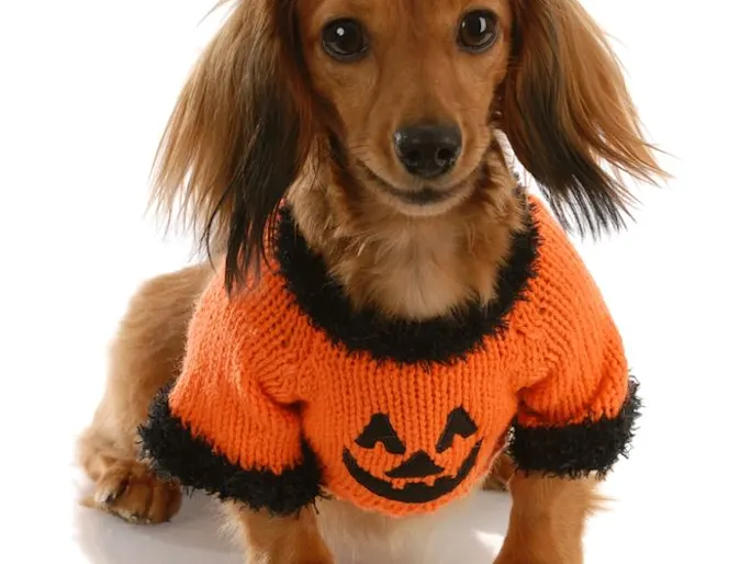 A dog wearing a Halloween pumpkin costume A dog wearing a Halloween pumpkin costume