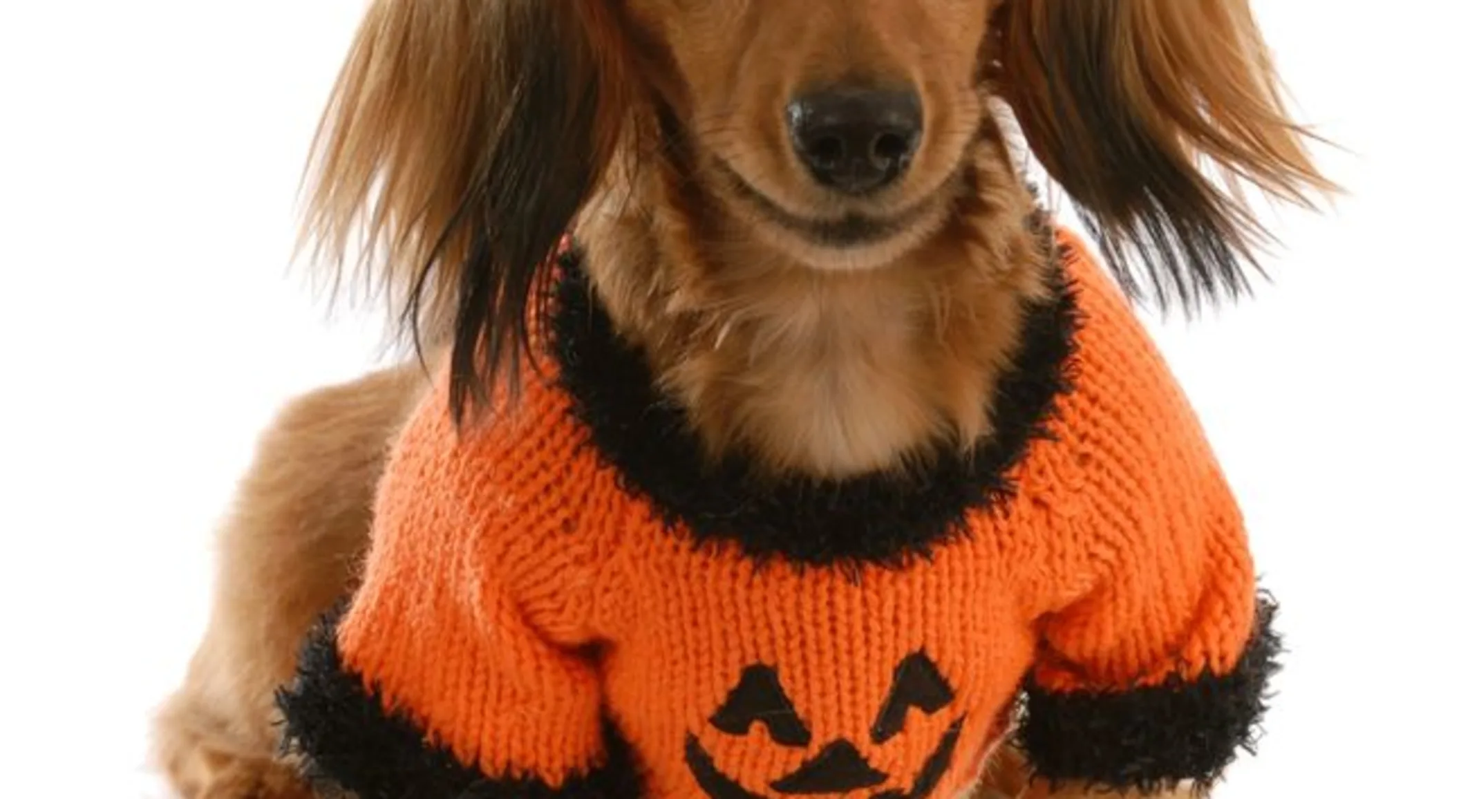 A dog wearing a Halloween pumpkin costume A dog wearing a Halloween pumpkin costume