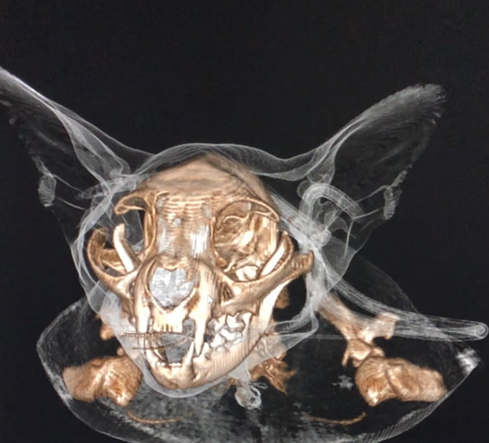 CT scan results of a dog