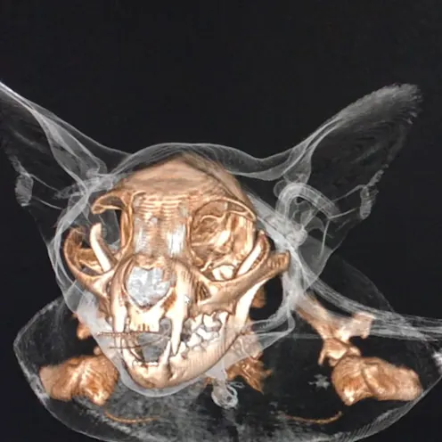 CT scan results of a dog CT scan results of a dog