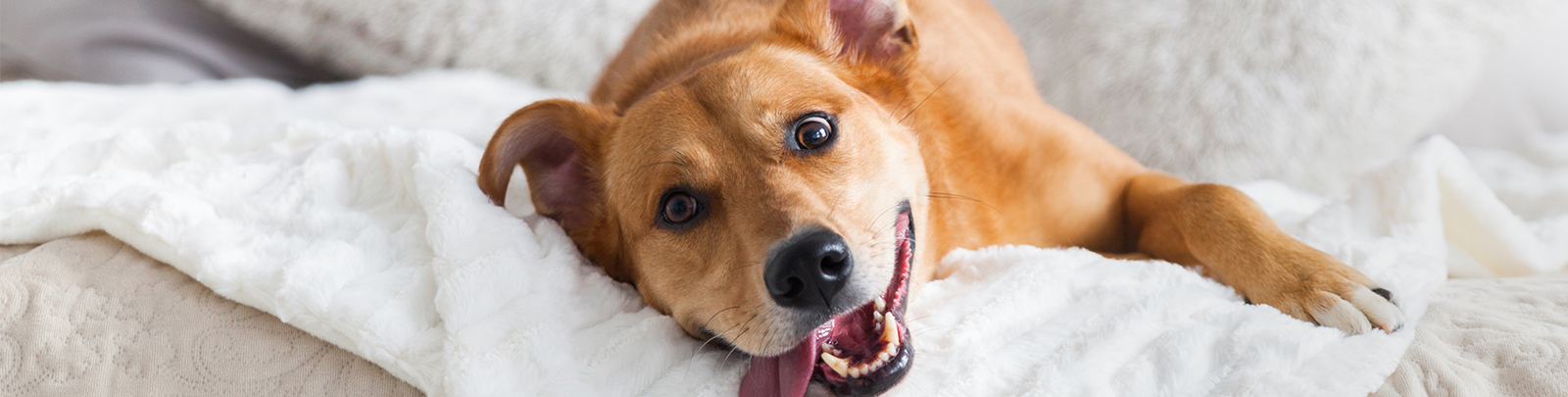 Dog profile with black background