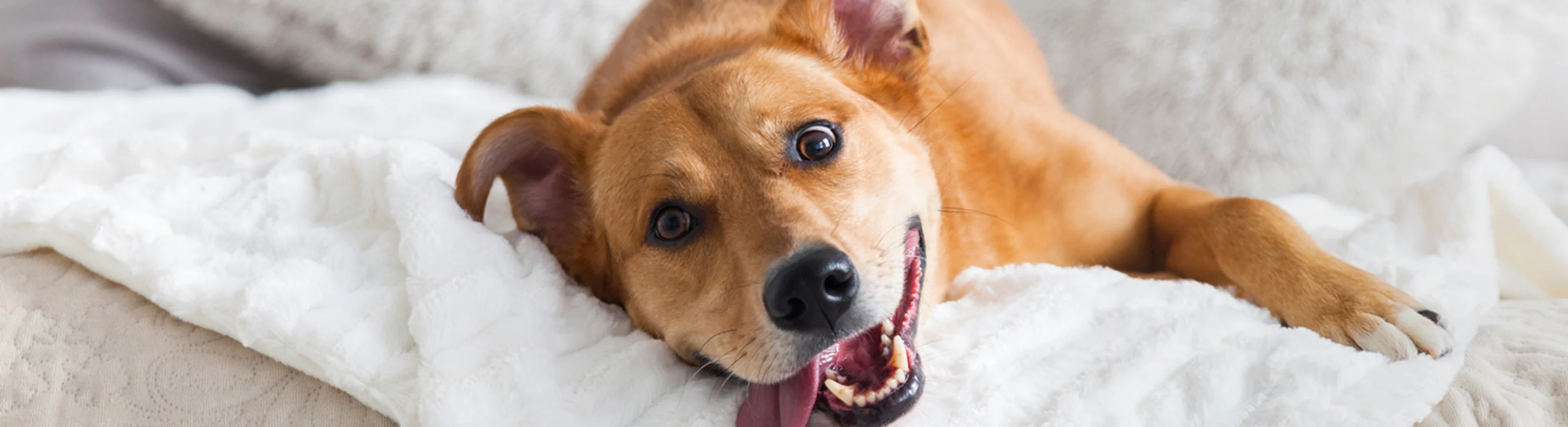 Dog profile with black background Dog profile with black background
