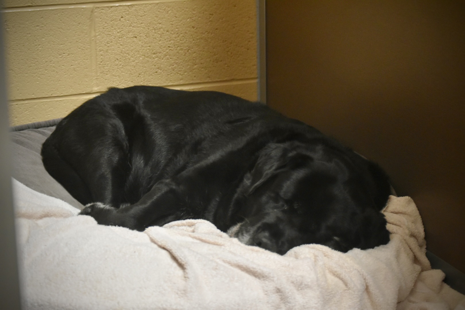 Image showing a black lab sleeping comfily at Blue Ridge Pet resort