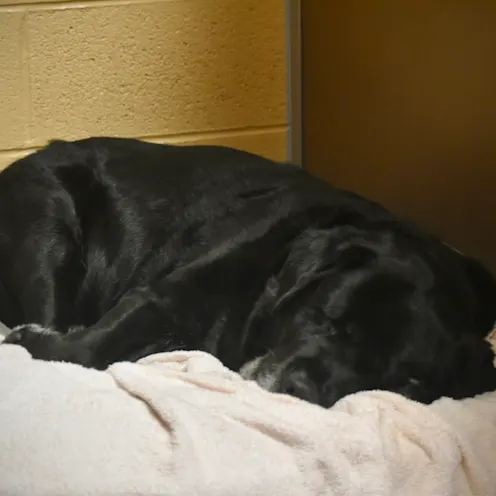 Image showing a black lab sleeping comfily at Blue Ridge Pet resort Image showing a black lab sleeping comfily at Blue Ridge Pet resort