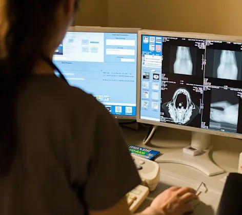 Veterinarian checking a pet's x-ray scans Veterinarian checking a pet's x-ray scans