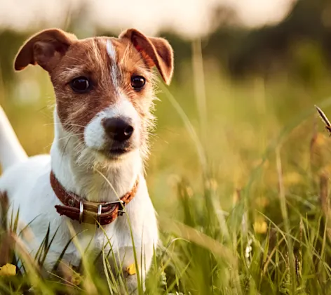 Small White/Brown Dog Walking in Tall Grass Small White/Brown Dog Walking in Tall Grass