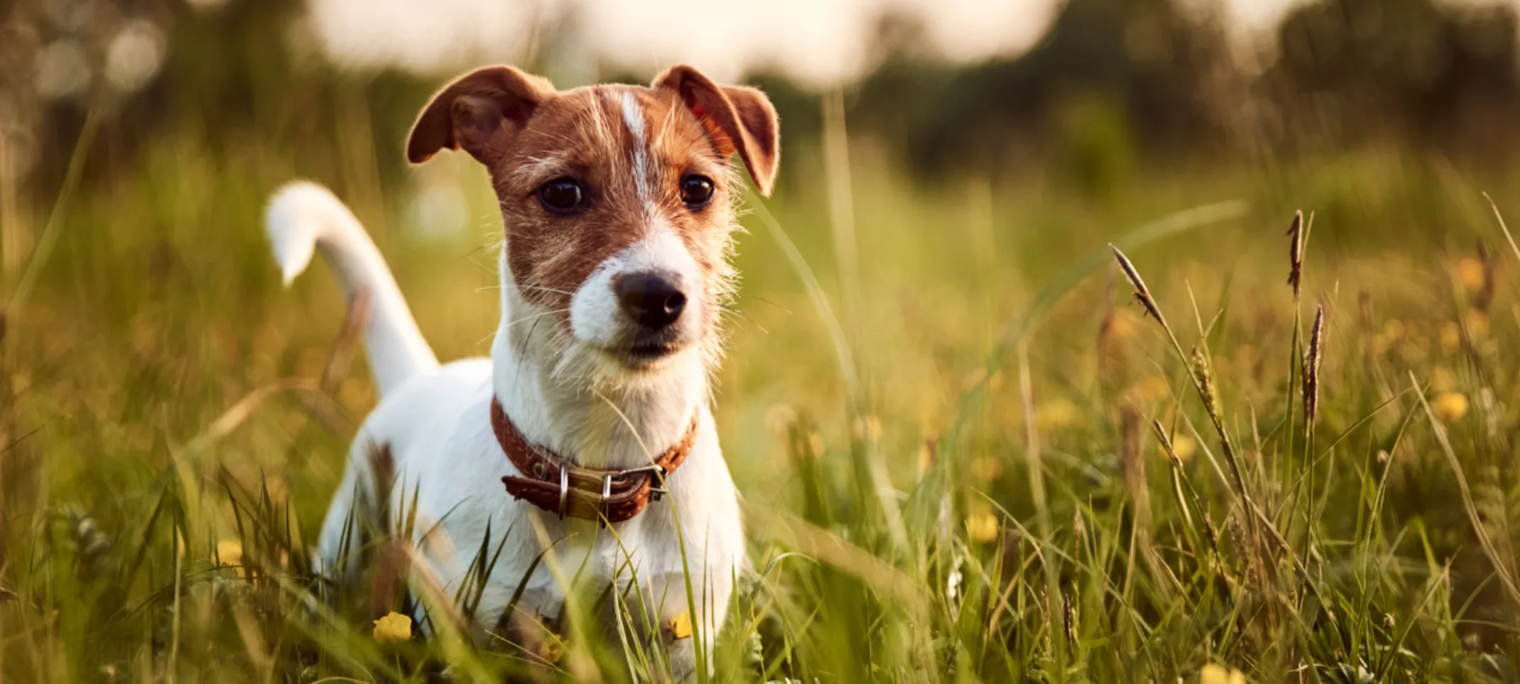 Small White/Brown Dog Walking in Tall Grass Small White/Brown Dog Walking in Tall Grass