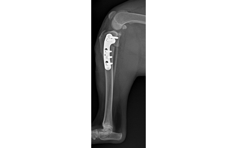 Figure 1 - Stifle (Knee) Anatomy