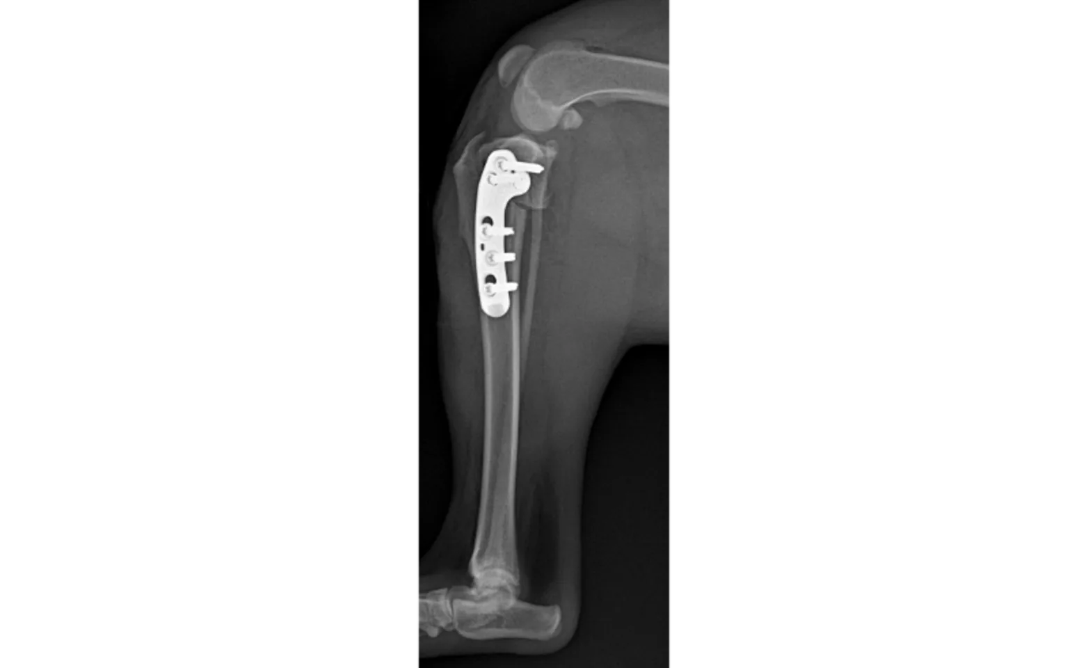 Figure 1 - Stifle (Knee) Anatomy Figure 1 - Stifle (Knee) Anatomy