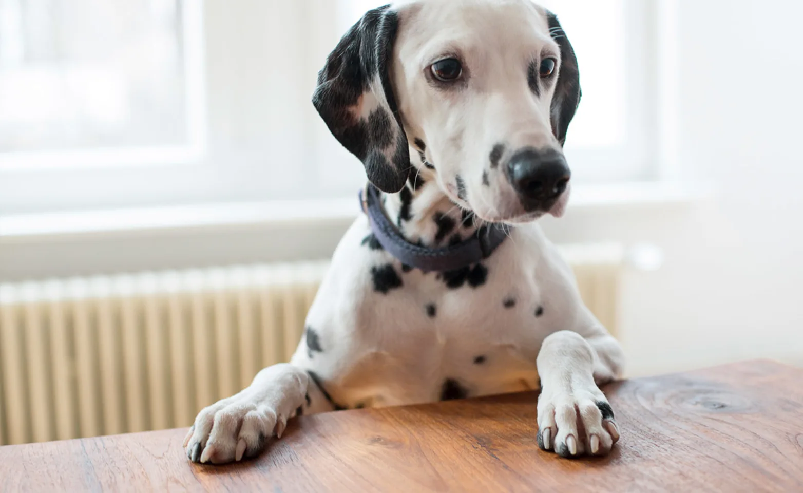 Dalmatian with paws on top of table Dalmatian with paws on top of table