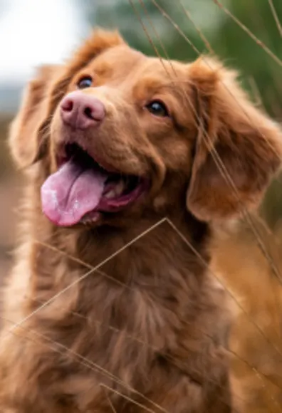 Retriever Smile with tongue out Retriever Smile with tongue out