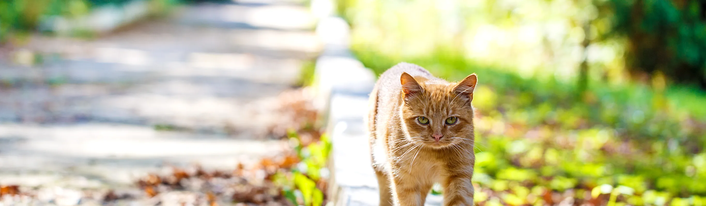 cat walking on a curb of a sidewalk