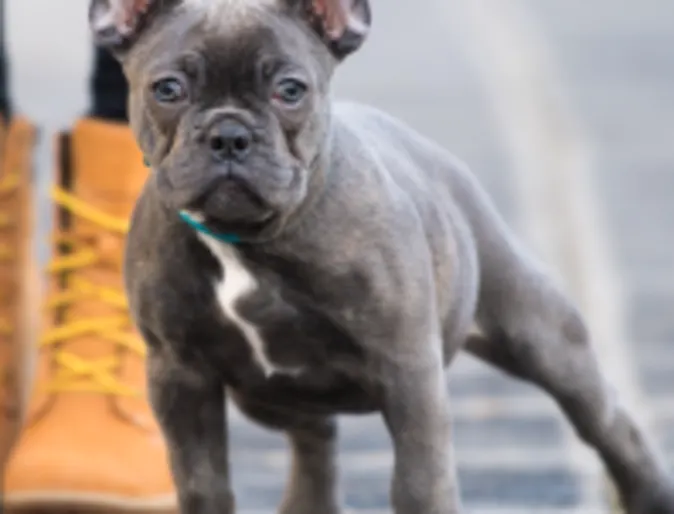 Dog standing on the sidewalk Dog standing on the sidewalk
