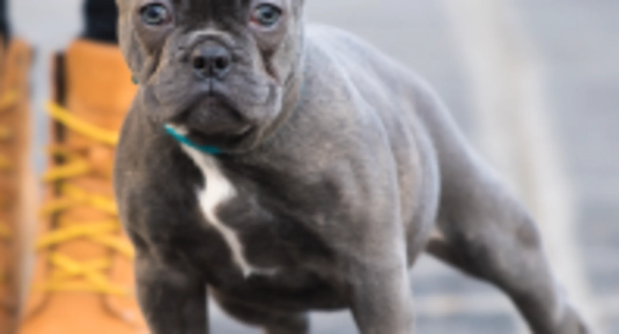 Dog standing on the sidewalk Dog standing on the sidewalk