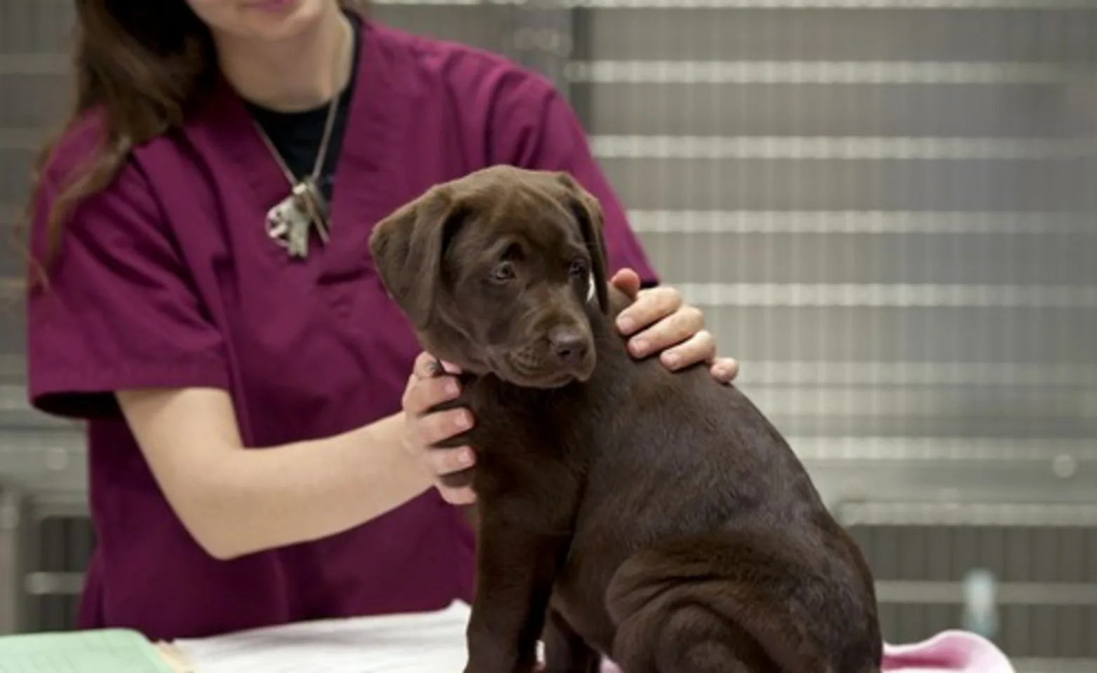Dog on exam table with woman Dog on exam table with woman
