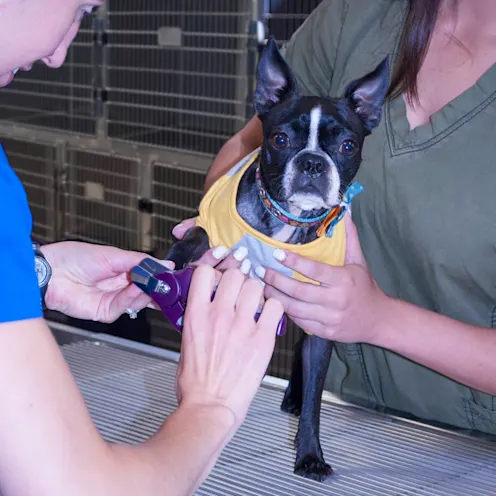 nail trimming dog nail trimming dog