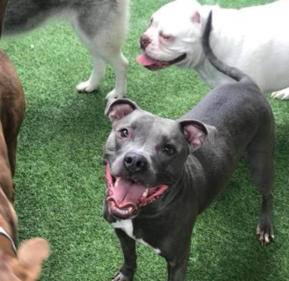 Dog smiling with other dogs in the back