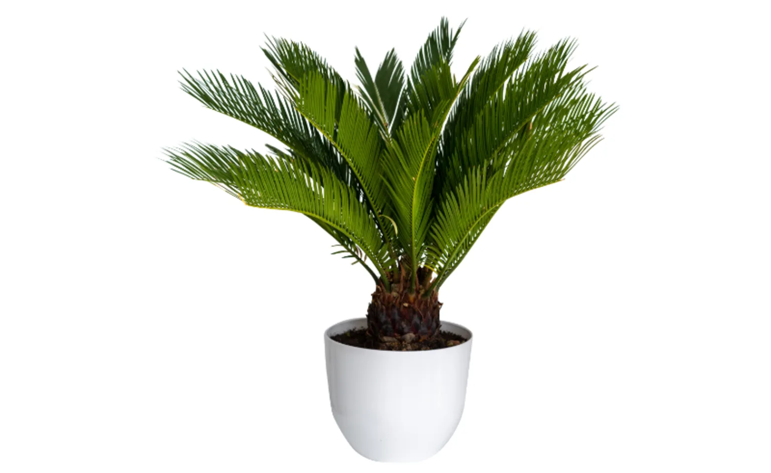 Sago Palm Plant Sago Palm Plant