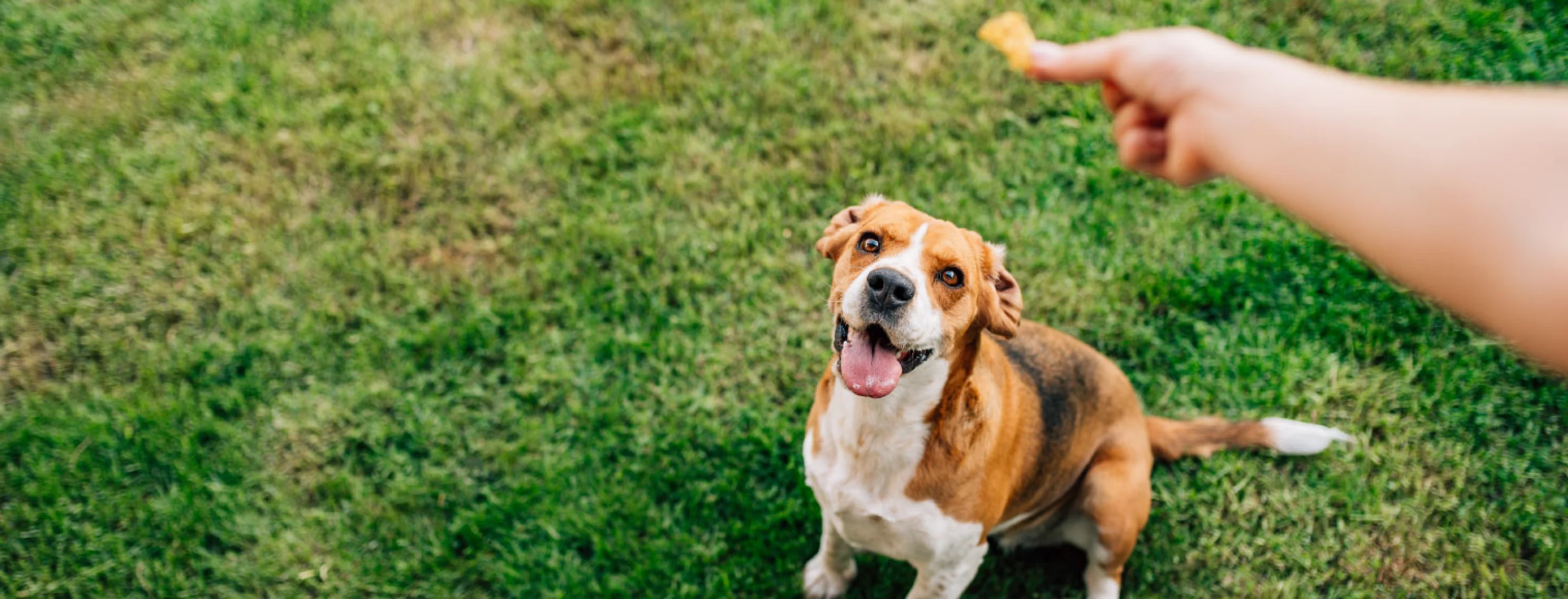 Dog sitting in the grass waiting to receive a treat from an owner's hand.