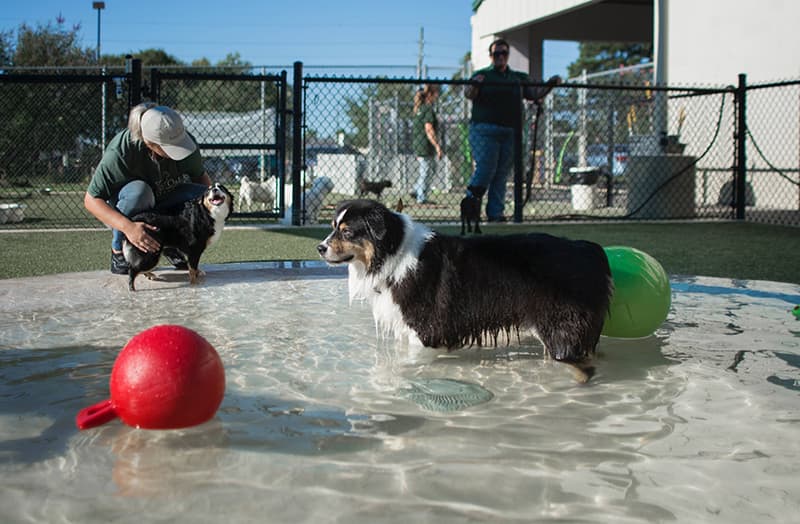 Dog playing with ball in pool at Rover Oaks Pet Resort