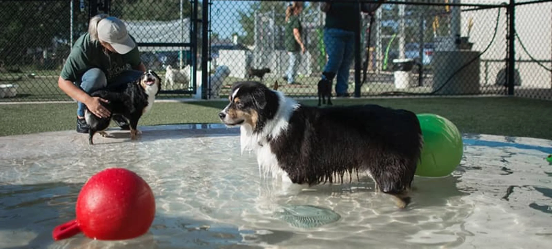 Dog playing with ball in pool at Rover Oaks Pet Resort Dog playing with ball in pool at Rover Oaks Pet Resort