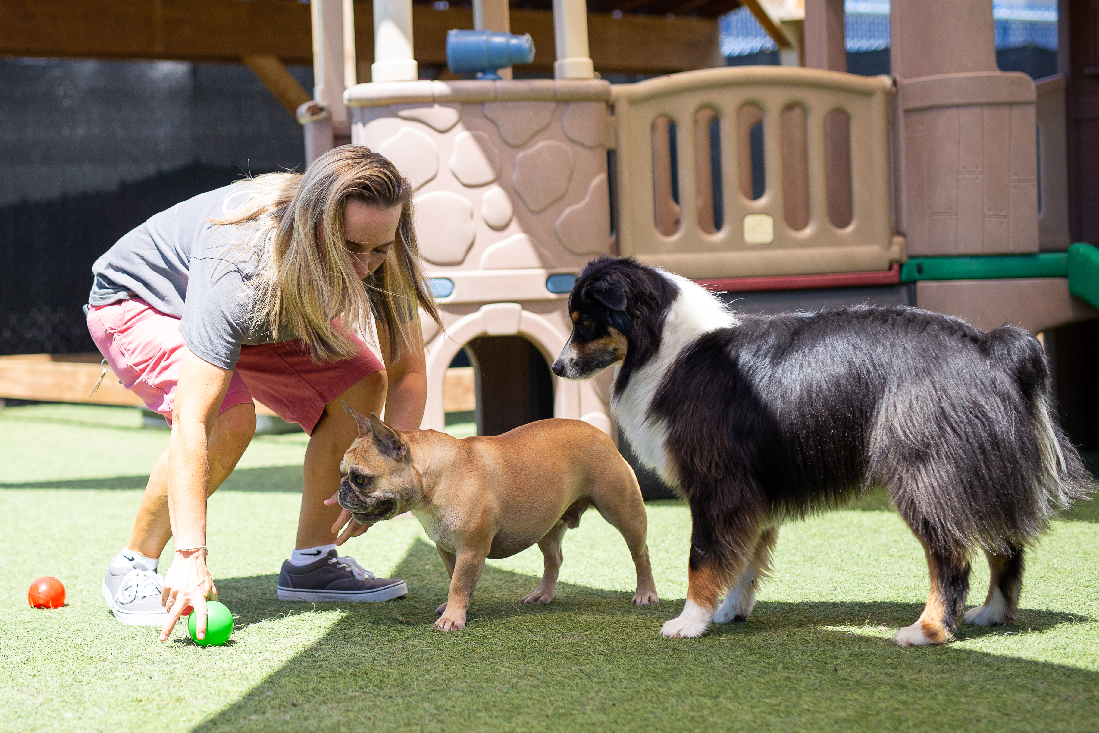 Dogs playing with staff