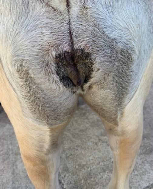 healed episioplasty surgery