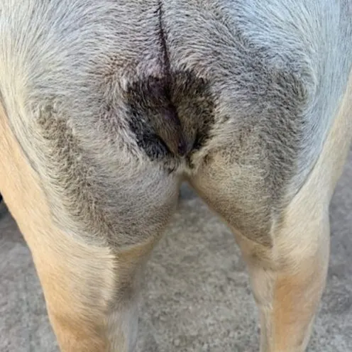 healed episioplasty surgery healed episioplasty surgery