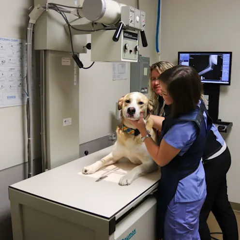 CH & AG X-Ray CH & AG X-Ray