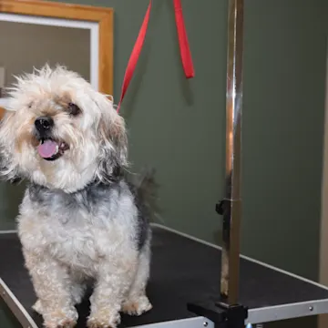 Dog on leash standing on desk Dog on leash standing on desk